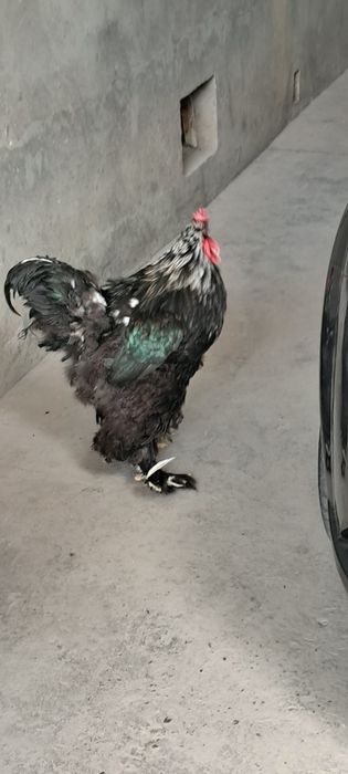 Sotiladi qora shaxzoda damashniy