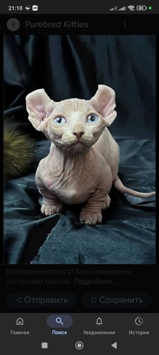 Бронь на котят экзотической породы Двэльф