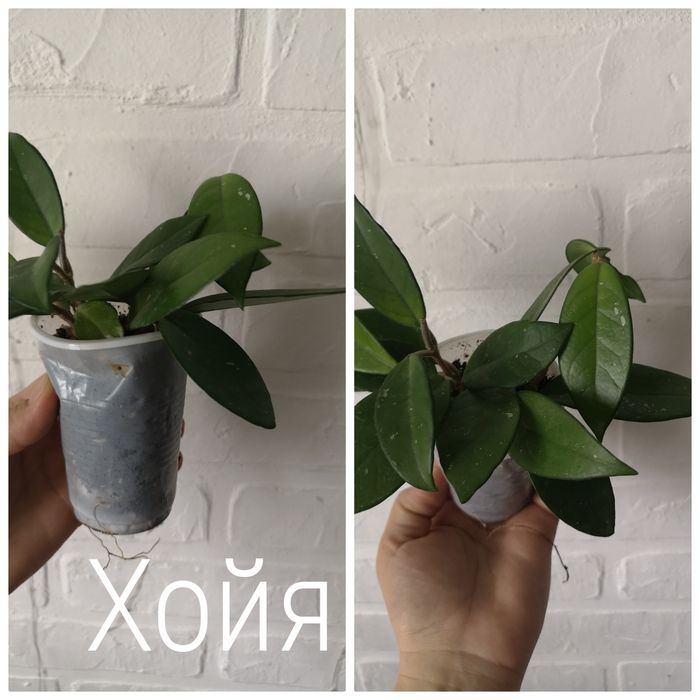 Продам комнатные растения