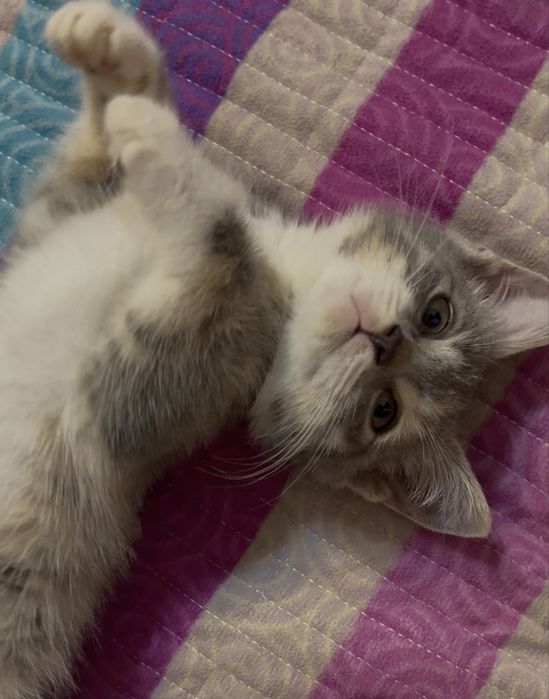Отдам котенка в добрые руки