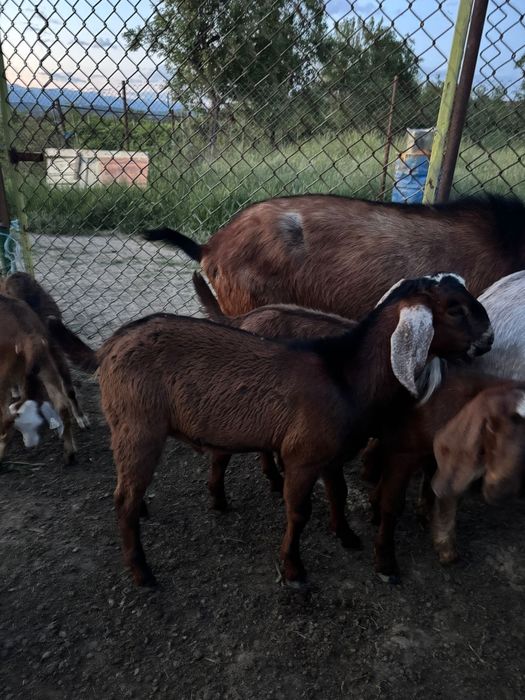 Capre si iezi Anglonubieni