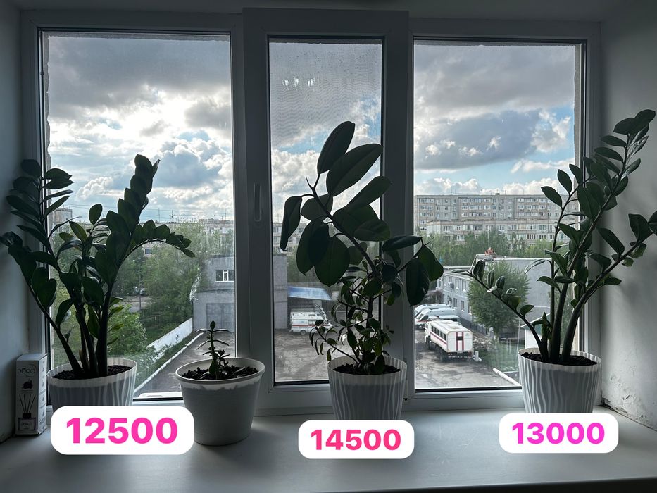 Фикуи долларовое дерево 120000 и 14000