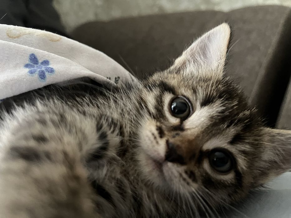 котёнок отдам в добрые руки