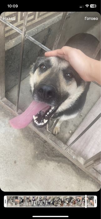 Ит сатылады