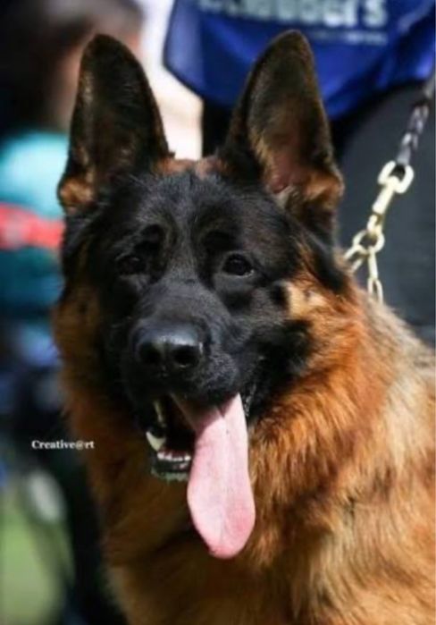 Щенки немецкой овчарки - бронирование