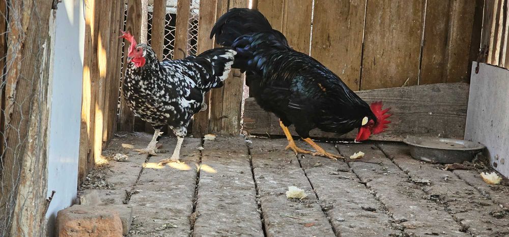 Gaini italiene bobat pe negru!