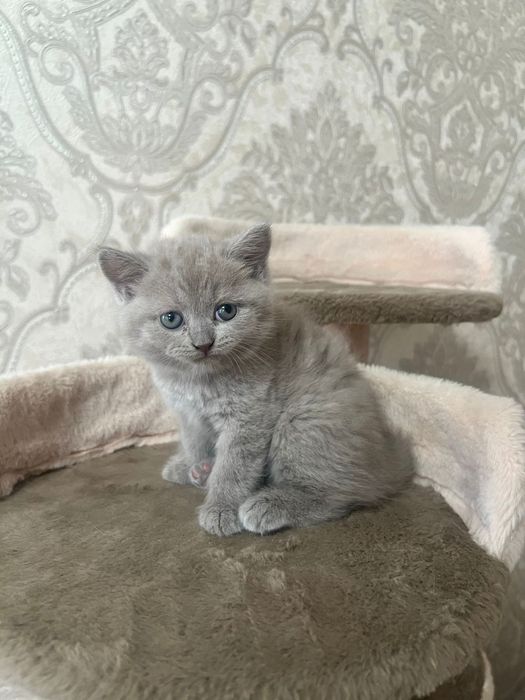 Котята шотландцы скотиш страйт