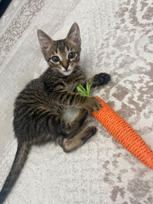 Котенок ищет любящую семью