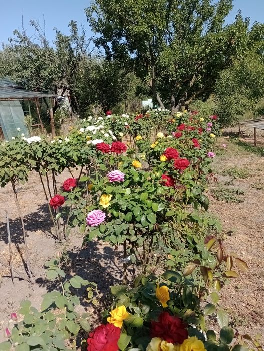 Trandafiri pomișori,17 culori,înălțimea 1.20-1.40m.