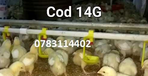 Gaini pui rate gaste prepelite porumbei fazani-ADAPATORI CU TAVITA-14G