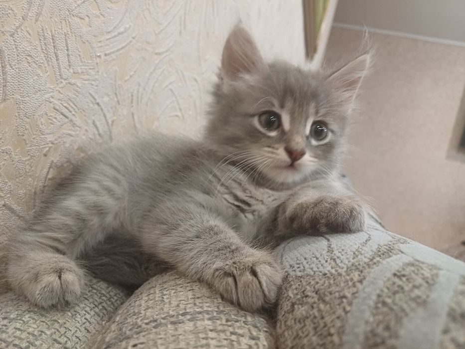 Отдам котят бесплатно