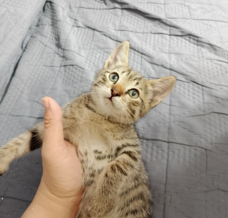 Дарю милых котят