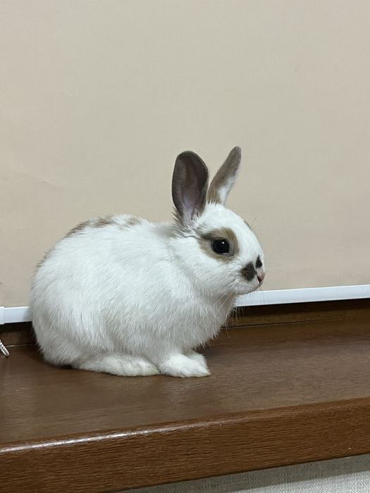 декоративный кролик