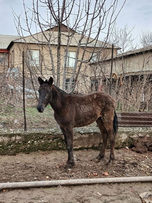 Жылкы     жылкы. .