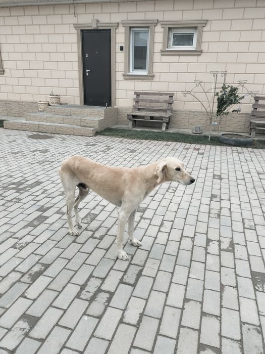 Таза тазынын күшіктері