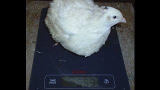 Продам перепелиное яйцо