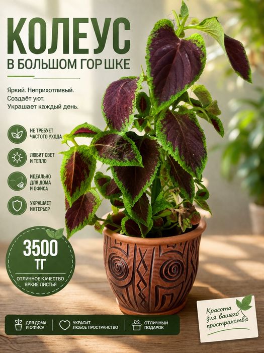 Комнатные цветы не дорого