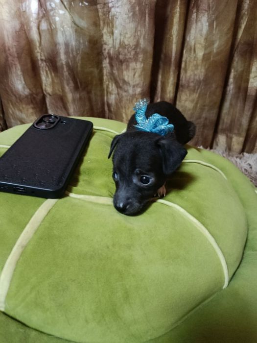 Отдаю щеняток в добрые руки