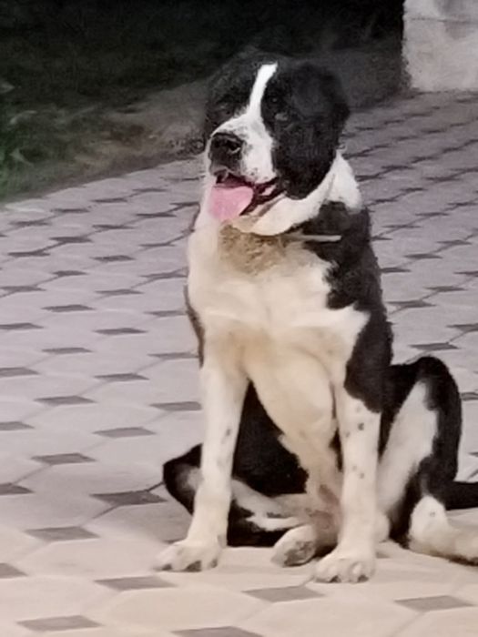 Алабай бойцовая дерзкий