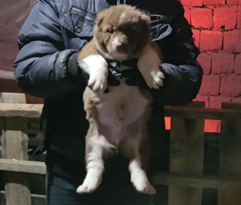 Продаются щенки банзая(118кг)