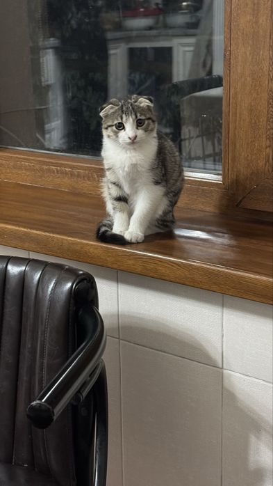 Продам кошка молодая