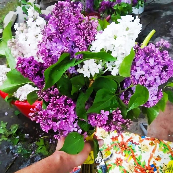 Продам колированную  сирень