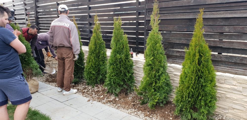 Vindem tuia smaragd de mai multe dimensiuni