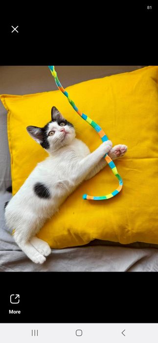 Котенце на 2 месеца и половина