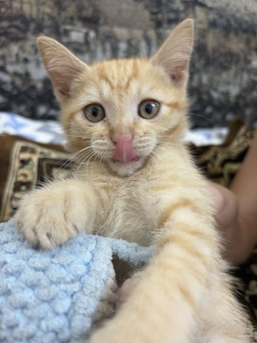 Отдам рыженького котенка