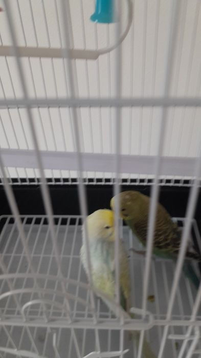 Папугай с клеткой