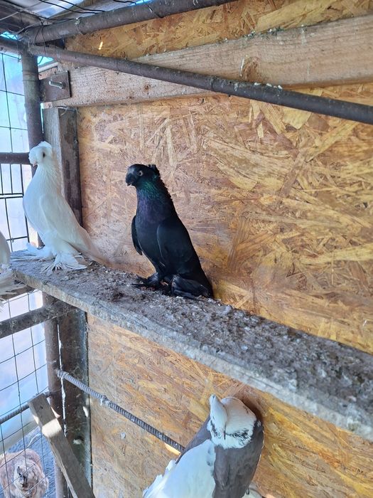 Porumbei de vânzare