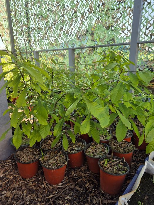 Дубы редких сортов