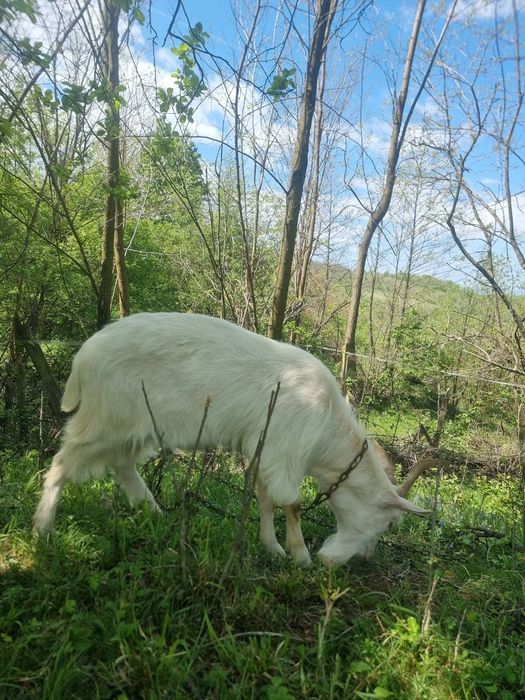 Țap de 9 luni, jumata de Saanen