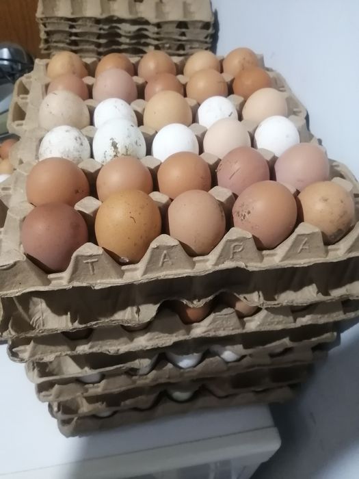 Продам домашние яйца куриные