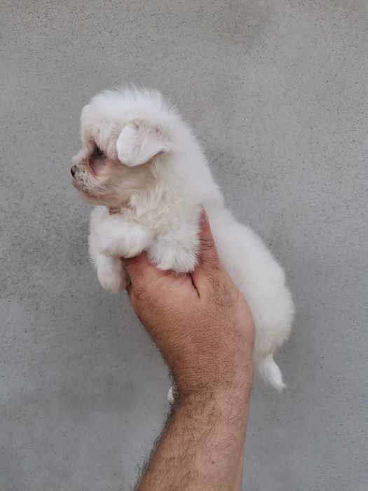 Băiețel frumușel de rasa pura bichon Maltez mini