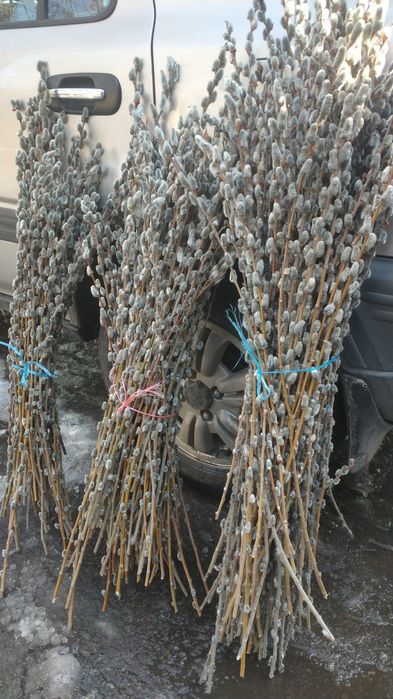 Верба в пучках и штучно