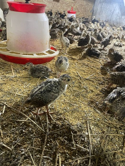 Pui de fazani rasa comun sau tenebros la 3 saptamani varsta