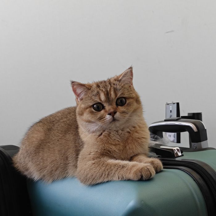 Золотая шиншилла