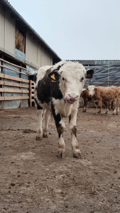 Бұқалар сатылады  Продаются быки