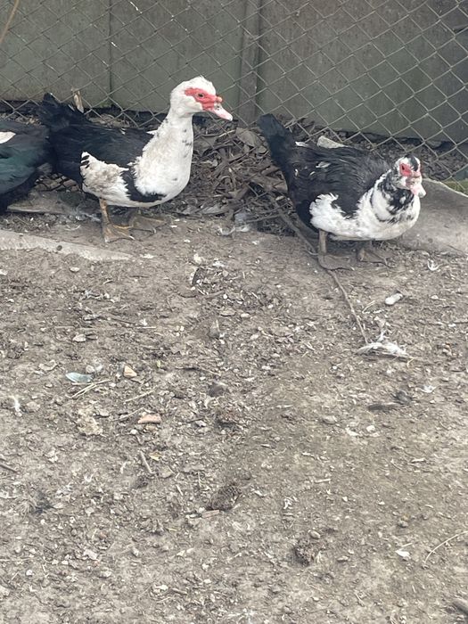 Oua de rață mută!