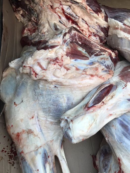 Продам говядину аяқтап