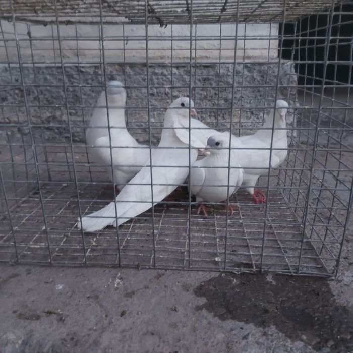 Туркмени лет с игрой гарантия