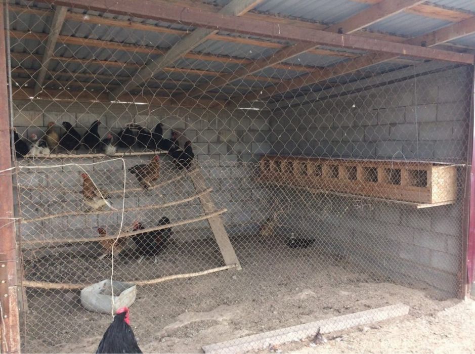 Крестьянское хозяйство