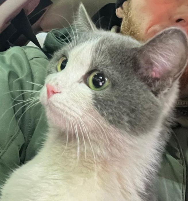 Молодой, игрый кот