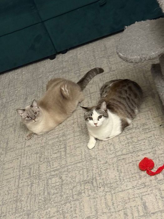 Коты в добрые руки