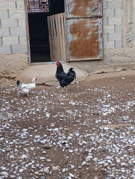 Продам курей срочно