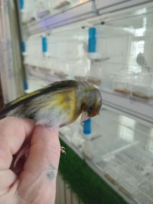 Гебриды щегол и репел.