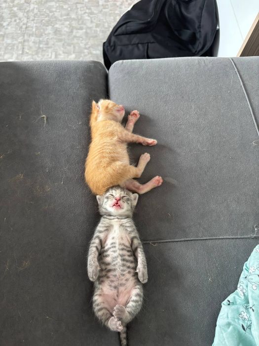 Отдам котят бесплатно в добрые руки