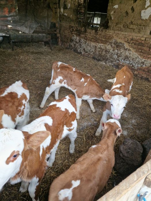 Vând taurasi si vitele