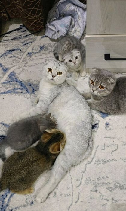 ( Вязка) British Shorthair Chinchilla silver classic Tabby